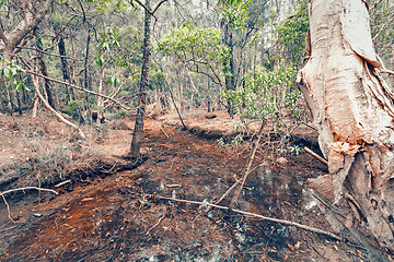 Image showing Australian drought almost dry creek