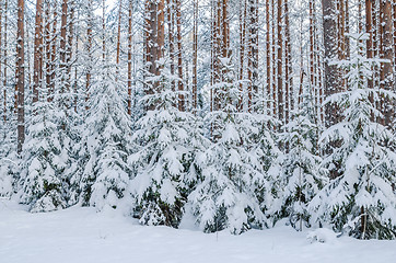 Image showing Firs and pines in the forest after snowfall