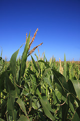 Image showing Corn Field