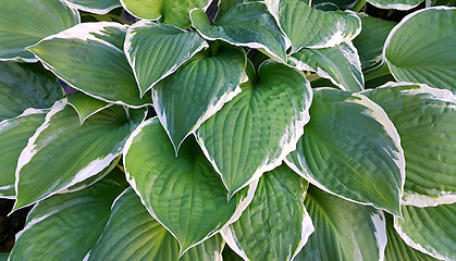 Image showing Hosta leaves background