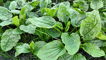 Image showing Fresh green leaves of plantain