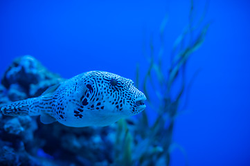 Image showing Different marine animals