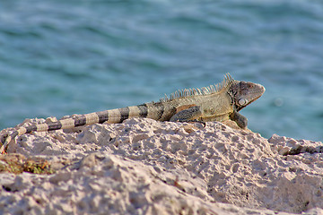 Image showing Green iguana