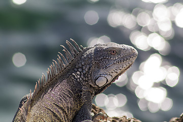 Image showing Green iguana