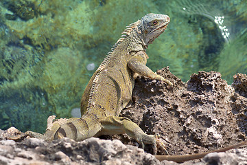 Image showing Green iguana