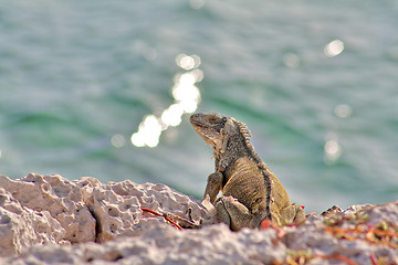 Image showing Green iguana