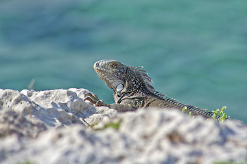 Image showing Green iguana