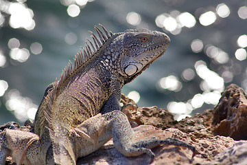 Image showing Green iguana