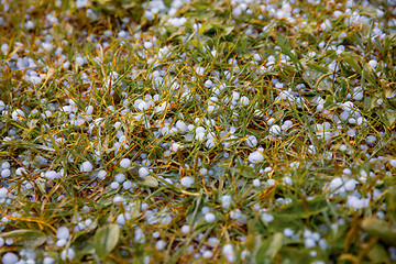 Image showing Hail on the grass