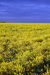 Image showing yellow field 