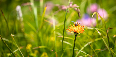 Image showing Bee collects nectar from flower crepis alpina