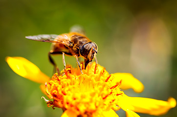 Image showing Bee collects nectar from flower crepis alpina