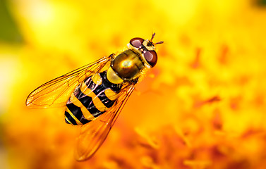 Image showing Bee collects nectar from flower crepis alpina