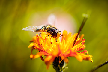 Image showing Bee collects nectar from flower crepis alpina