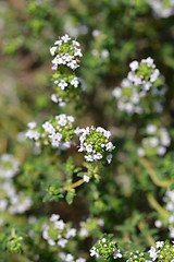 Image showing Common thyme