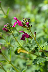 Image showing Baby sage Pink Blush