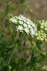 Image showing Narrow-leaved water-dropwort