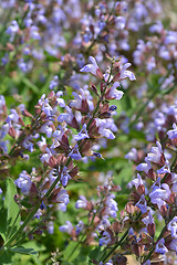 Image showing Common sage