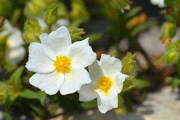 Image showing Montpellier cistus