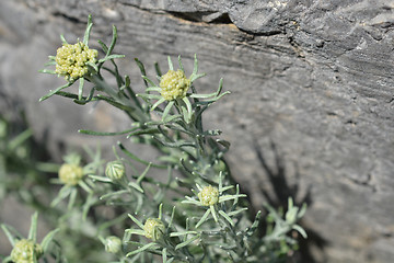 Image showing Italian strawflower