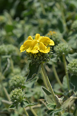 Image showing Jerusalem sage