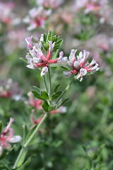 Image showing Hairy canary clover