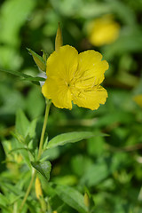 Image showing Common sundrops