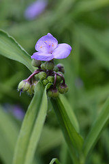 Image showing Virginia spiderwort