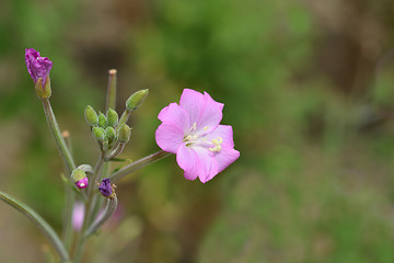 Image showing Great hairy willowherb