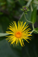 Image showing Giant fleabane