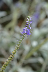 Image showing Silver speedwell