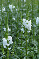 Image showing Obedient plant Summer Snow