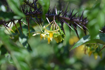 Image showing Purple devil