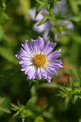 Image showing Alpine aster Dunkle Schoene