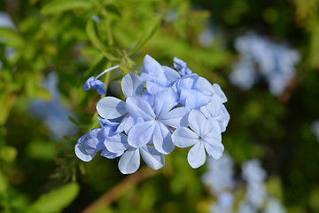 Image showing Blue plumbago