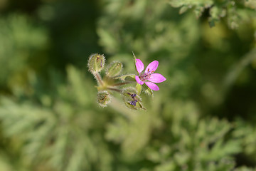 Image showing Common storksbill