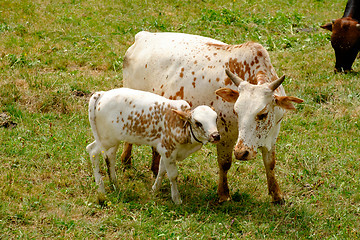 Image showing cows on a meadow