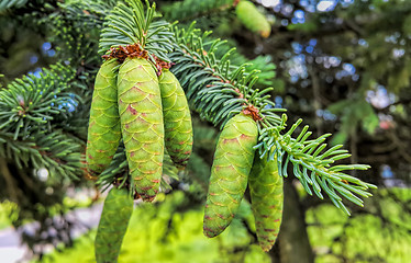 Image showing Branch of coniferous tree with young green cones