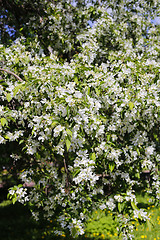 Image showing Branches of beautiful spring tree with white flowers