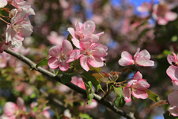 Image showing Branches of apple tree with beautiful pink flowers