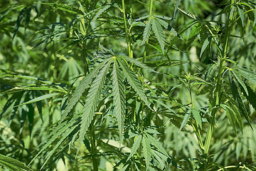 Image showing Green fresh foliage of cannabis plant (hemp, marijuana)