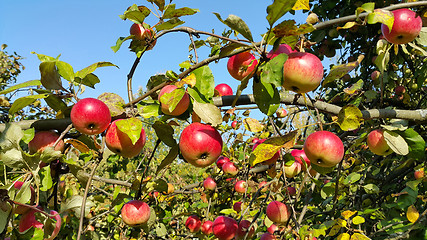 Image showing Branches of an apple-tree with ripe red apples