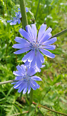 Image showing Blue flowers of natural chicory