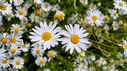 Image showing Beautiful chamomile flowers