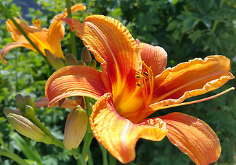 Image showing Beautiful bright lily on a sunny day