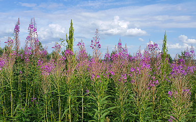 Image showing Beautiful willow-herb flowers in summer field