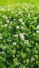 Image showing Clover on a summer meadow