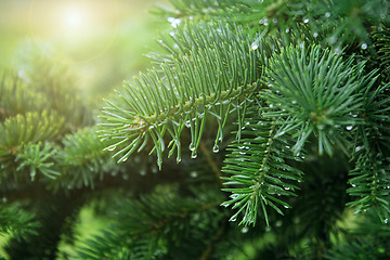 Image showing Fresh green pine branches with raindrops and sunlight