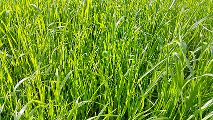 Image showing Fresh green high grass close-up