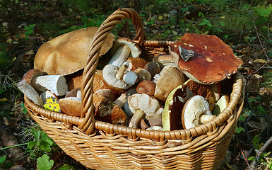 Image showing Basket with edible mushrooms